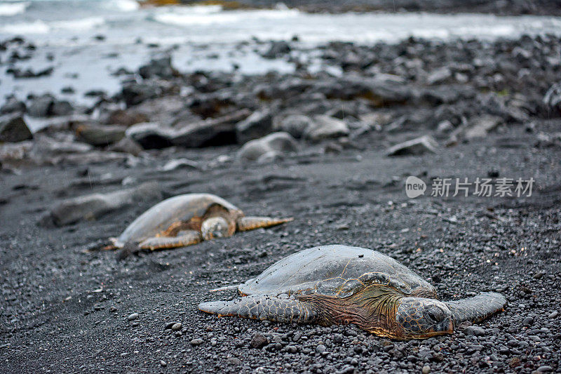 美国夏威夷黑沙滩上的海龟