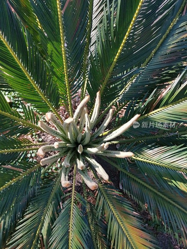 植物的爱好花园