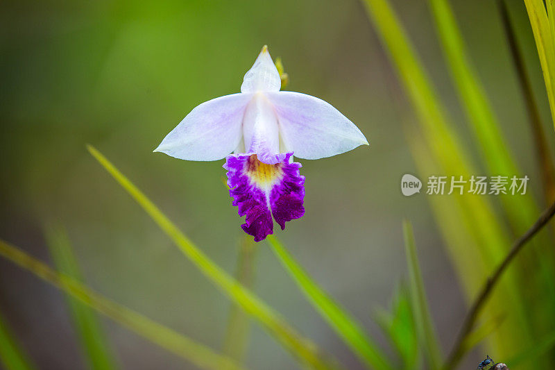 马来西亚:竹兰花