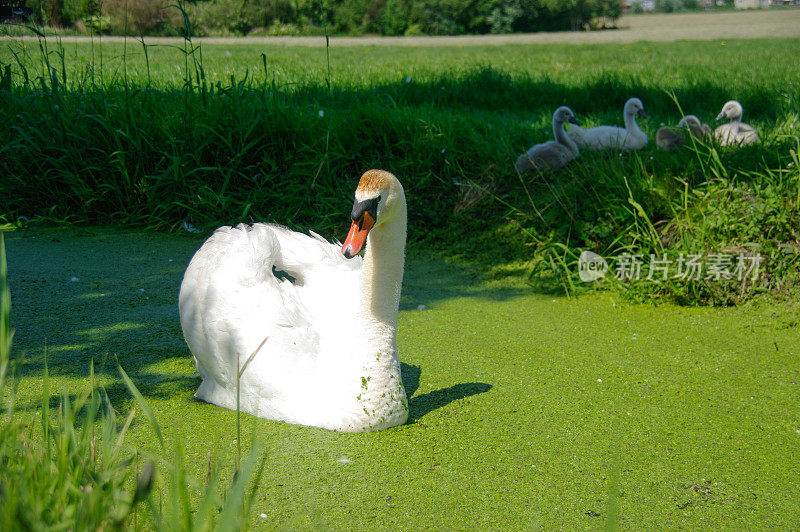 天鹅家庭和小鸡