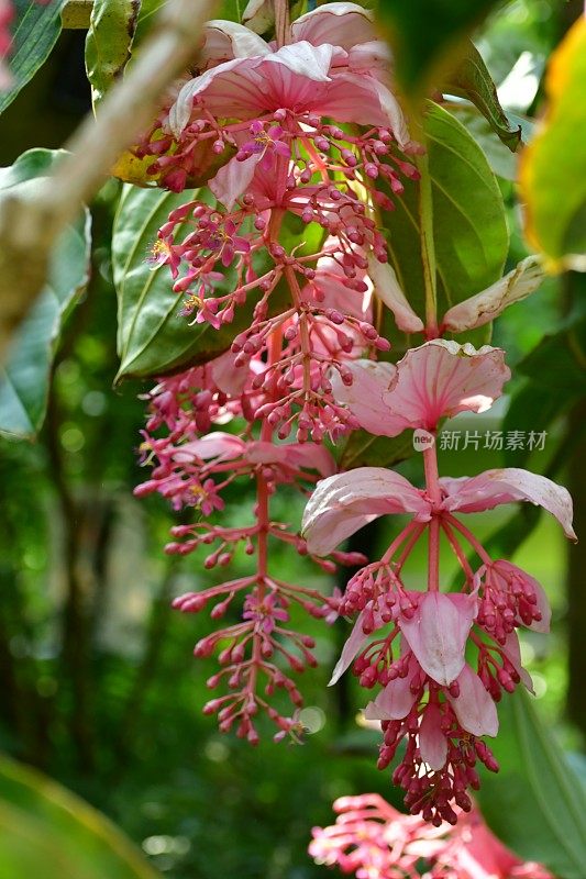 伟大的Medinilla