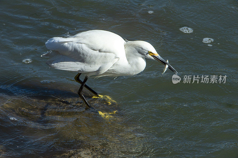 雪鹭涉水在岩岸捕捉小鱼