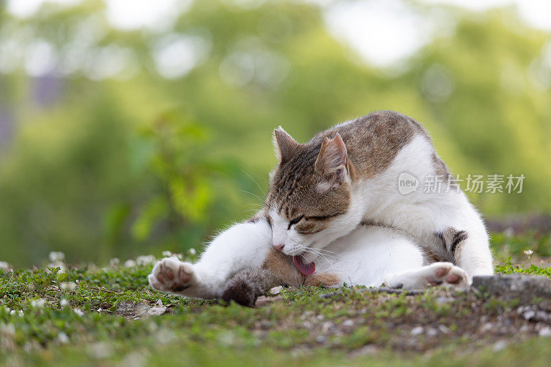 流浪猫在街上休息