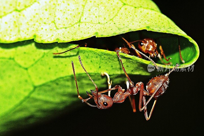 蚂蚁在巢上。