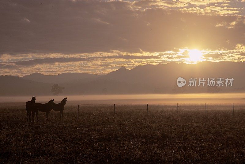 日出时有马和雾的乡村景象