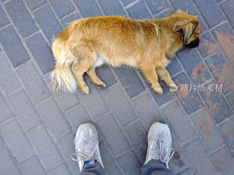 脚踩在瓷砖附近的狗。