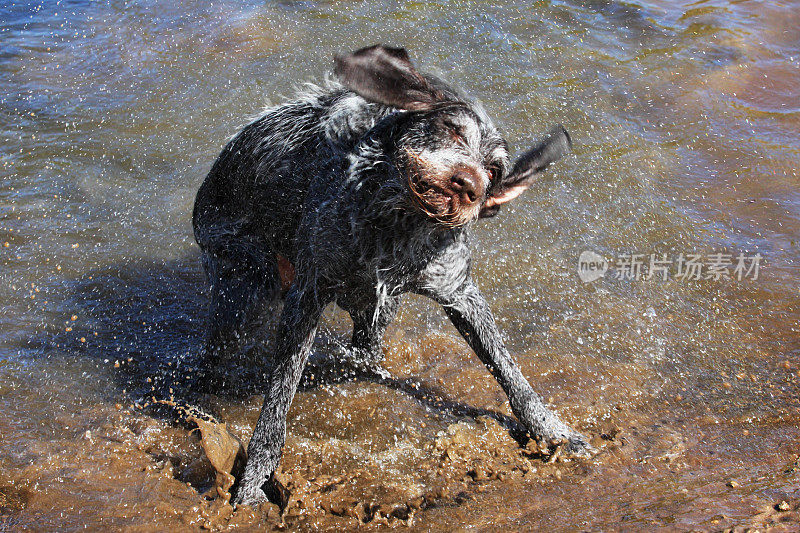 德国毛犬狗抖水