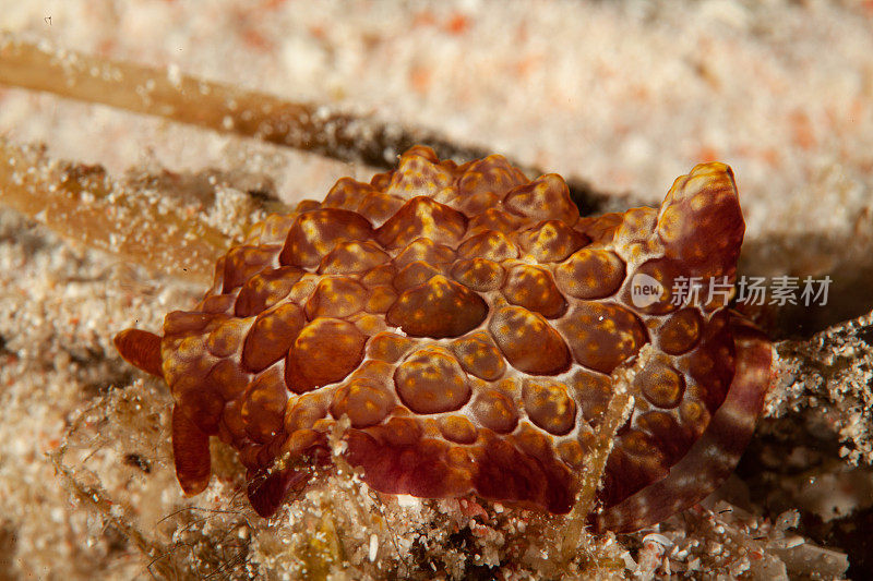 海洋生物。彩色的海蛞蝓水下生物裸鳃