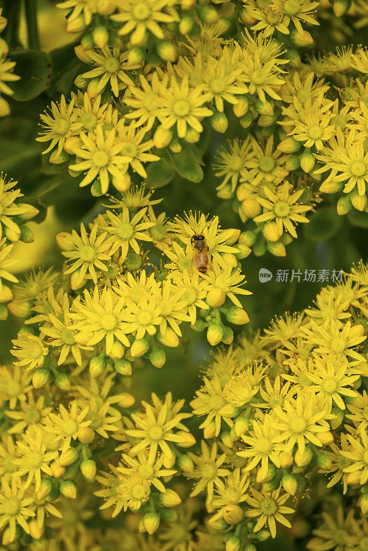 “烙饼”花盛开在新西兰的春天。