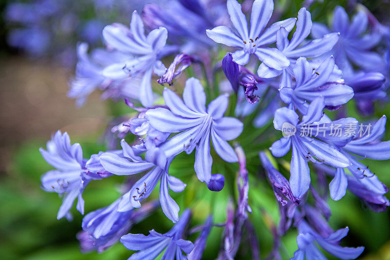 Agapanthus，或非洲百合