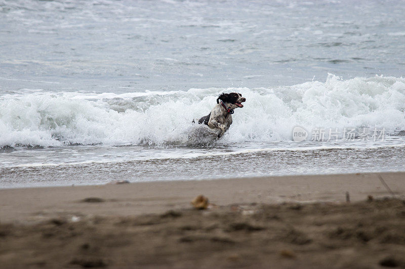 狗跑出海浪