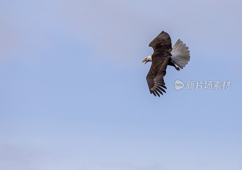 飞行中的秃鹰