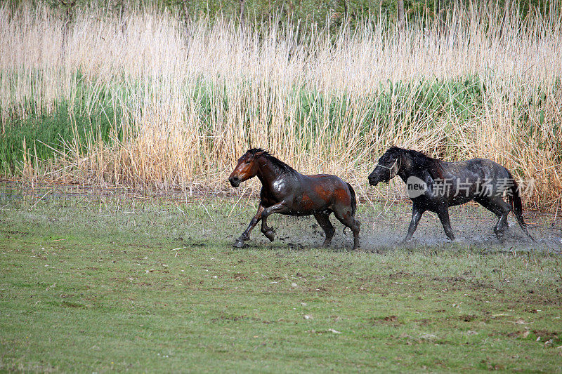 马在大自然的水里奔跑