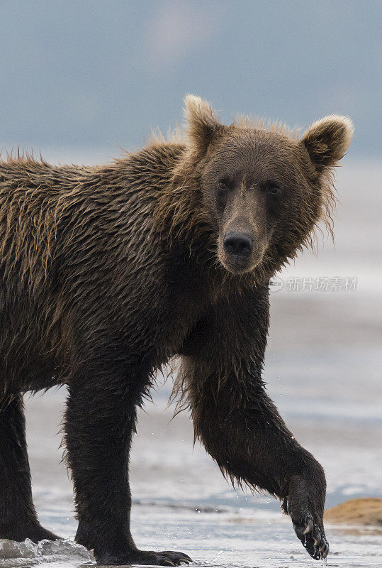 灰熊，棕熊，北极熊，近距离，阿拉斯加