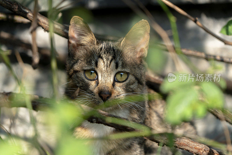 剪花猫在花园里