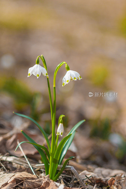 早春森林中白色的雪花花——白花