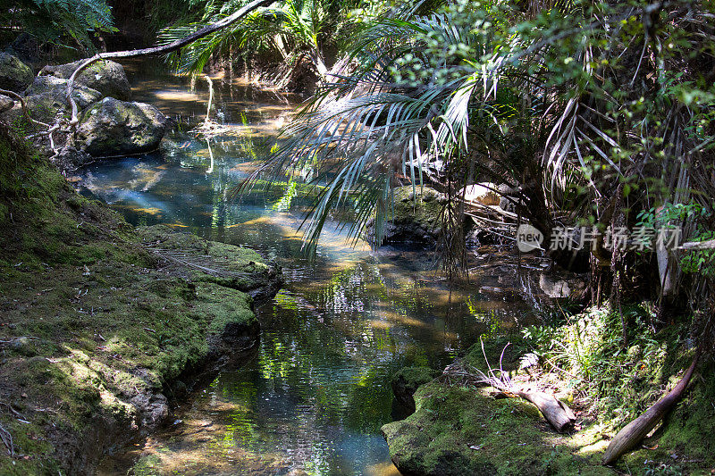 新西兰:淡水溪流