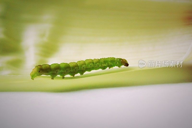 在新鲜的穗轴背景上的绿叶上的毛虫特写