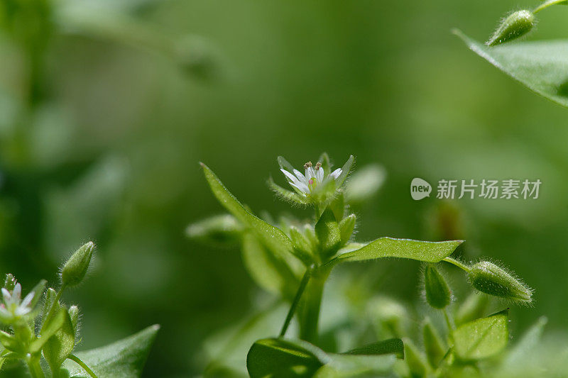 自然背景上的毛蕊花