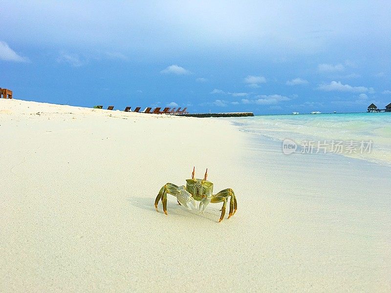 美丽的白色沙滩上的大螃蟹