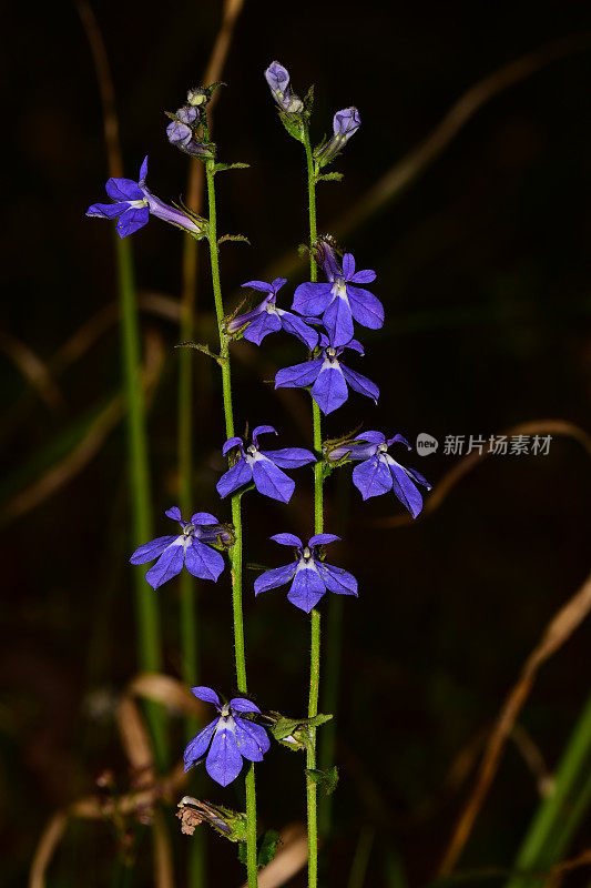 近距离观察半边莲的花在两个茎与黑暗的自然色调的背景