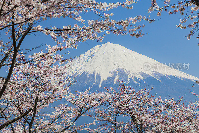 穿过樱花树的富士山