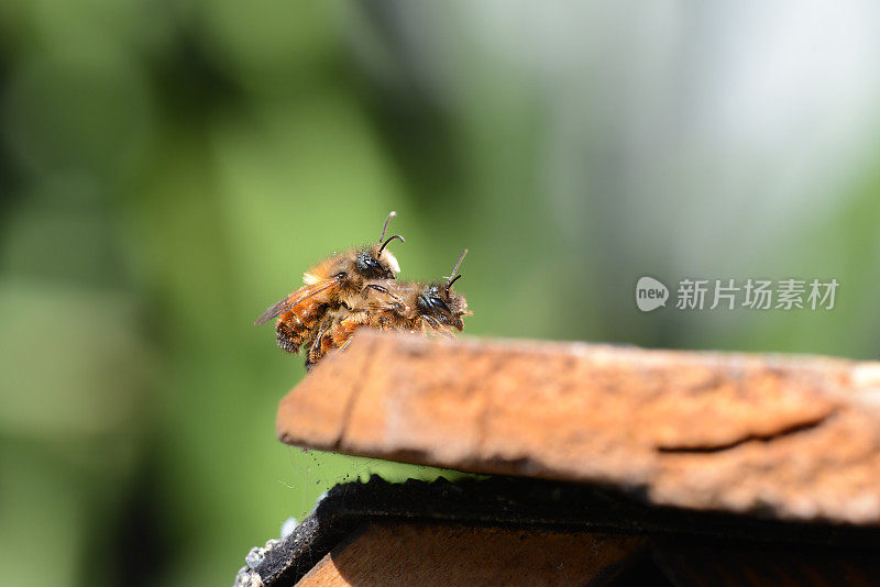 在昆虫旅馆顶上交配的野蜜蜂。