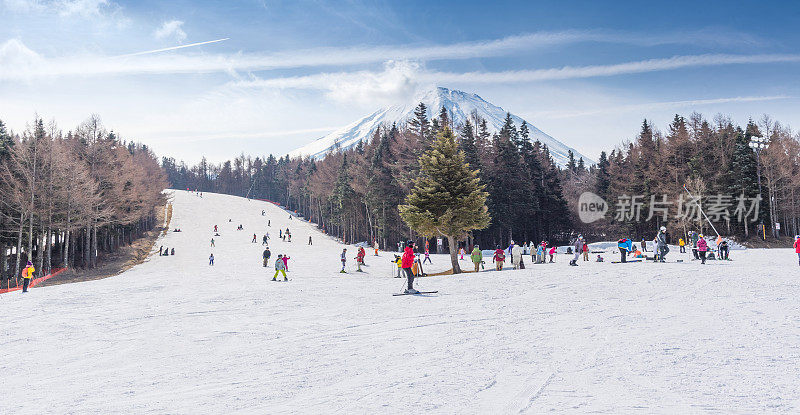 富士山景色与坡雪谷松树，富士山山顶美丽的美景在冬季的时候在富士藤