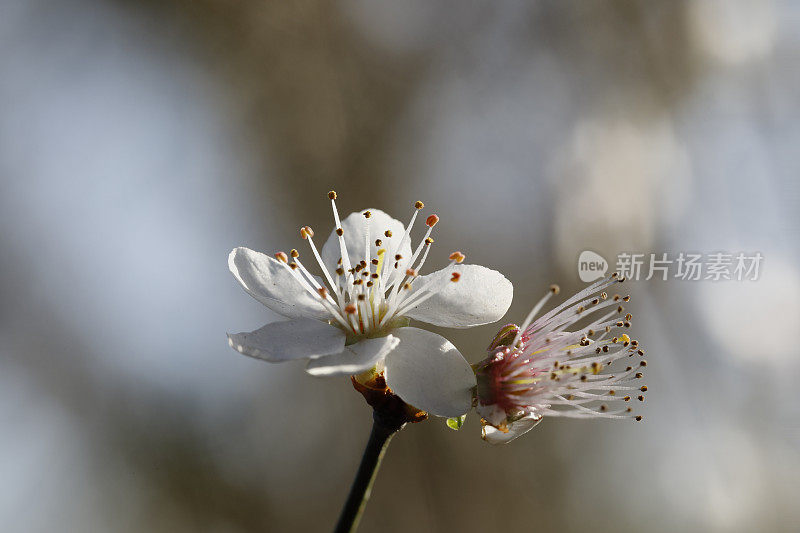 侧灯梅花早春开花