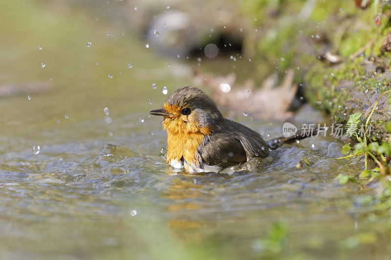 罗宾洗(红心rubecula)