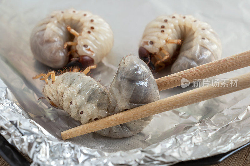 蛴螬或椰子犀牛甲虫(oryoceros)。昆虫幼虫的食物在筷子上的烤盘上油炸或烘烤是很好的蛋白质来源，可食用。昆虫学的知识概念。