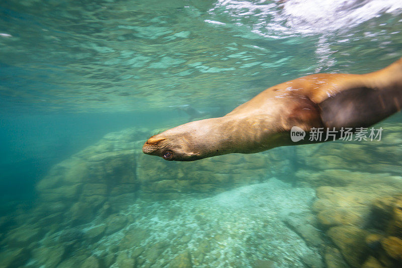 加州海狮在绿色海洋中游泳