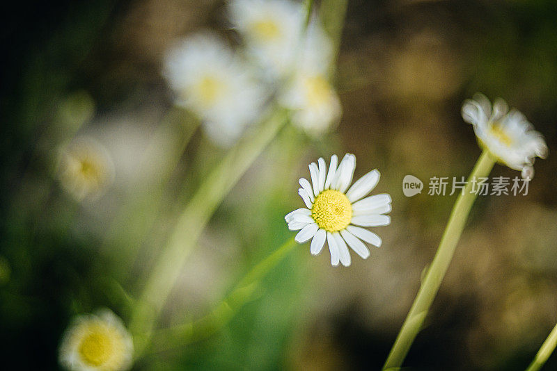 你的菊花