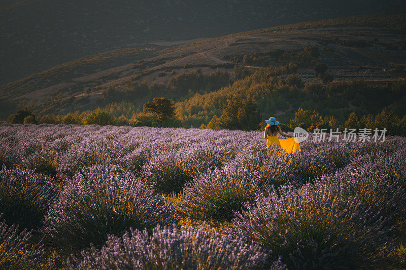 夕阳下的薰衣草田