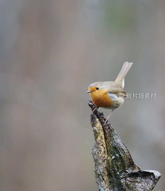 罗宾(红心rubecula)