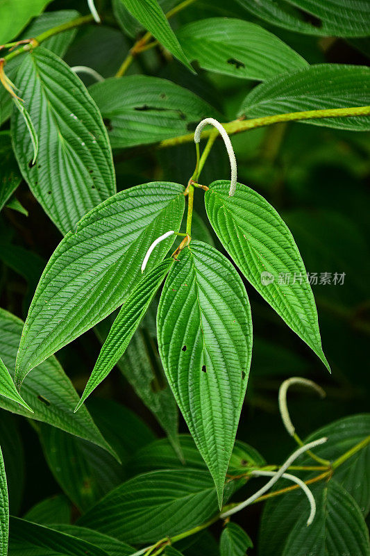 在植物上的深脉无光的叶子和长，纤细的花穗