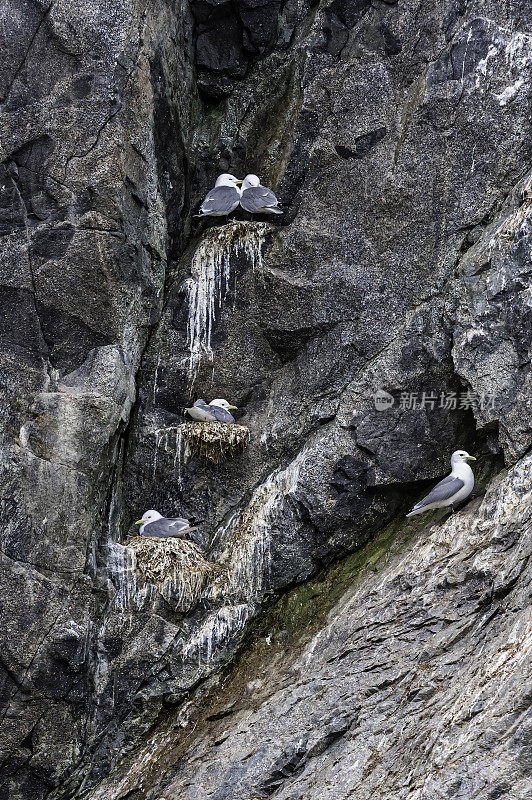 黑腿姬鹟(三趾姬鹟)是鸥科姬鹟科的一种海鸟。它喜欢在海边陡峭的岩石峭壁上筑巢。Kolyuchin岛