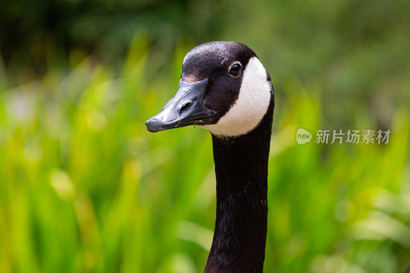 加拿大鹅站在草地上