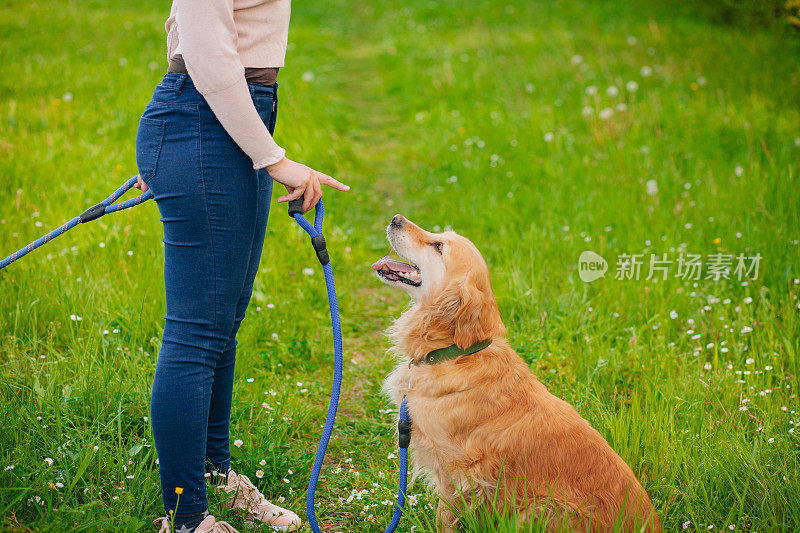 和金毛猎犬一起散步的女人