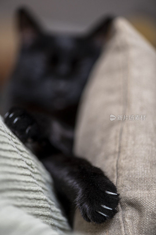 黑猫坐在沙发上，