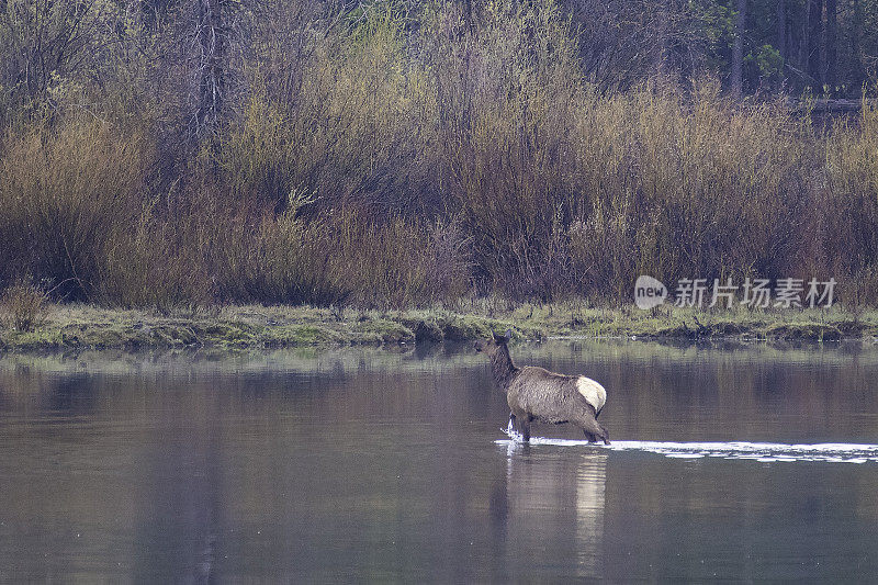 麋鹿(雌)在静止的水中越过蛇河