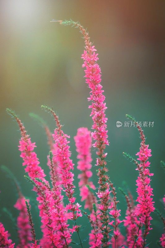 春暖花开的田野，阳光明媚的景象