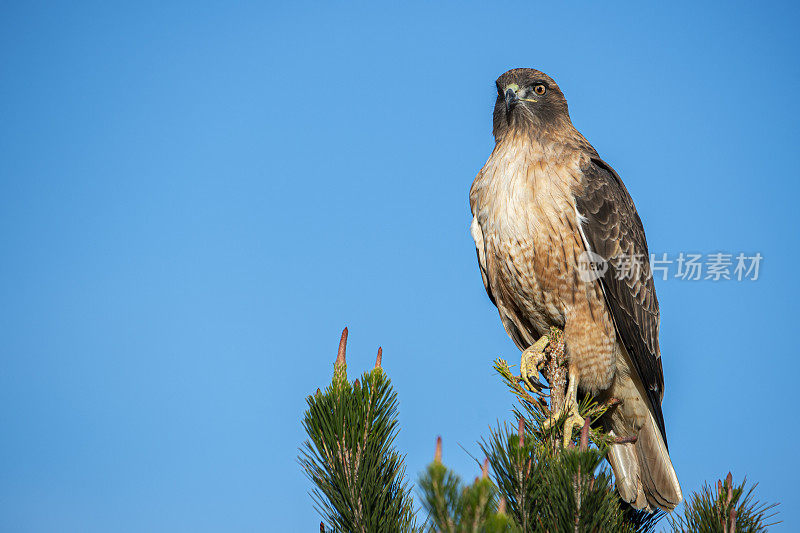 野生红尾鹰栖息在树顶的特写镜头