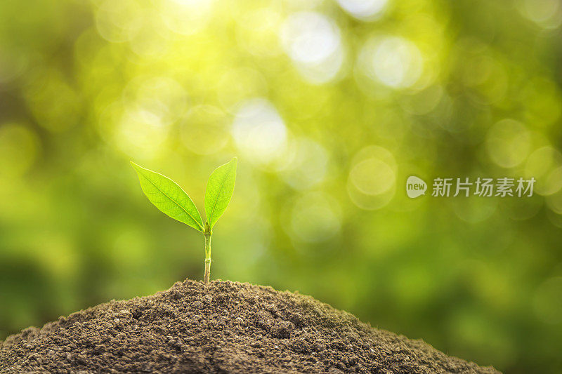 商业成长理念:在中性背景下种植树木，特写新鲜的绿色植物