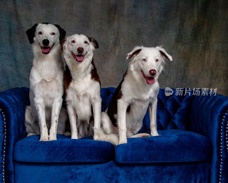 三只狗