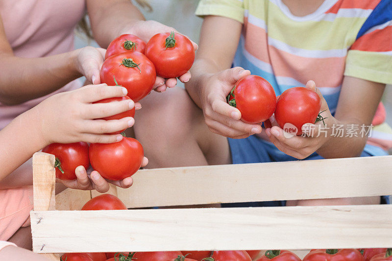 有两个孩子的家庭在温室里用番茄工作