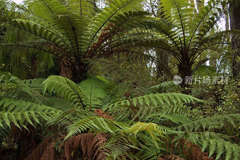 新西兰南岛西海岸，有抱负的山国家公园船溪的Kahikatea沼泽森林步道上的蕨类植物