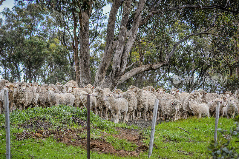 在乡村道路上放牧的羊