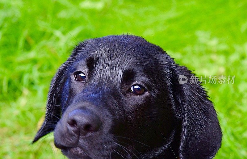 拉布拉多寻回犬小狗