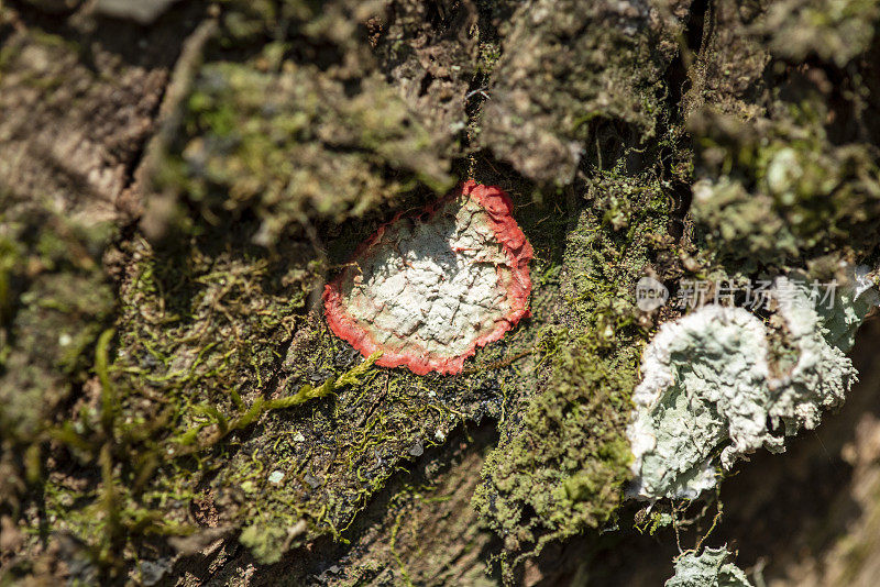 橡树树皮上的圆形红白地衣